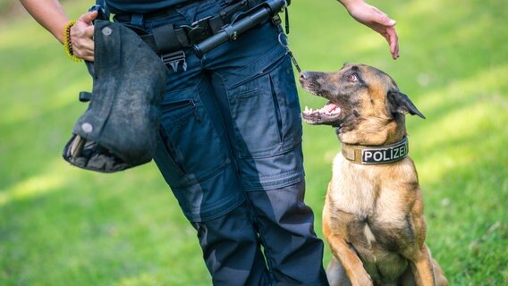 Eine Polizistin trainiert mit ihrem Diensthund. © dpa-Bildfunk Foto: Mohssen Assanimoghaddam