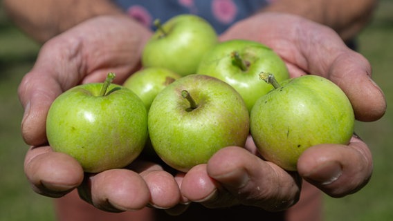 Michael Ruhnau, Diplom-Biologe und Sprecher beim Pomologen-Verein der Landesgruppe Niedersachsen und Bremen, hält Äpfel in seiner Hand. © dpa Foto: Mohssen Assanimoghaddam