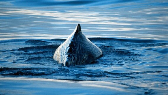 Rücken eines Pottwals im Meer © blickwinkel Foto: NaturimBild/R. Foerster