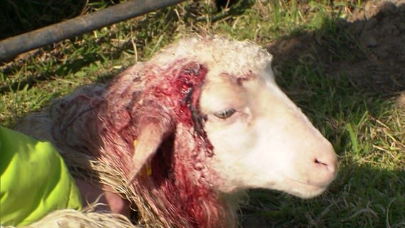 Ein verletztes Schaf hockt auf einer Weide. © NDR 