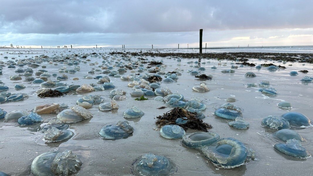 Hunderte blaue, tote Wurzelmundquallen liegen am Weststrand der ostfriesischen Insel Norderney.