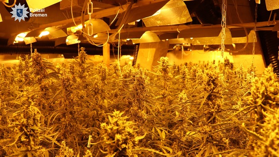 Blick in eine Halle mit etwa 2000 Cannabispflanzen, die von der Polizei beschlagnahmt wurden. © dpa 