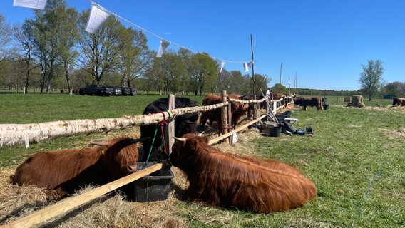 Hochlandrinder sind bei einer Jungtierschau an einem Zaun festgebunden. © NDR Foto: Catherine Grim