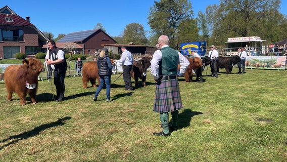 Ein Mann in schottischer Tracht betrachtet Hochlandrinder. © NDR Foto: Catherine Grim