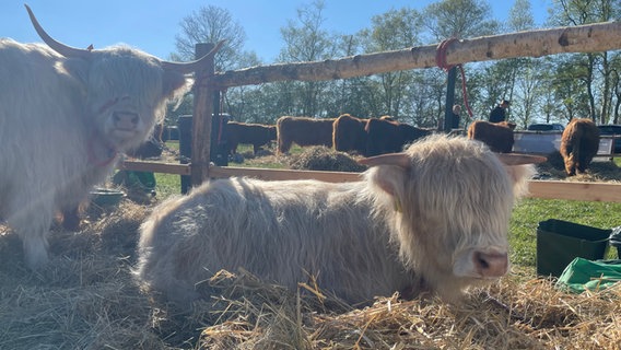 Hochlandrinder sind bei einer Jungtierschau an einem Zaun festgebunden. © NDR Foto: Catherine Grim
