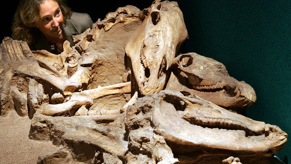 Auf einer alstsächsischen Siedlungskammer bei Rullstorf wurde das bedeutendste Pferdegräberfeld Deutschlands gefunden. Tierbestattungen waren dort von besonderer Bedeutung. Skelette wurden wie hier zu sehen im Focke Museum in Bremen ausgestellt. © picture alliance Foto: Ingo Wagner