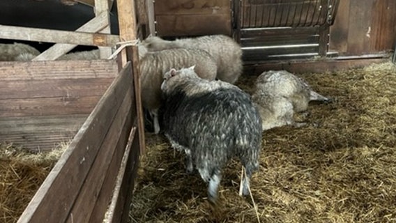 Ein totes Schaf liegt in einem Stall in Sande (Landkreis Friesland). © Freiwillige Feuerwehr Sande Foto: Don Hollje