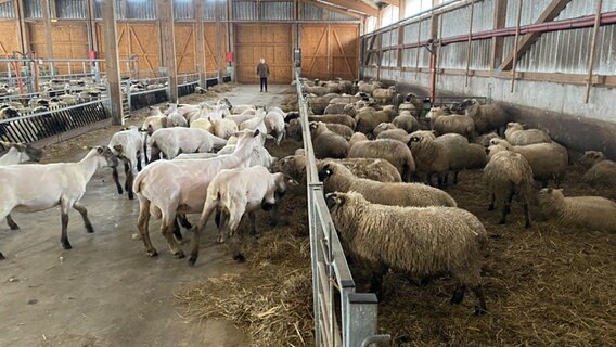 Schafe im Stall Wersabe (Landkreis Cuxhaven). © NDR Foto: Peter Becker