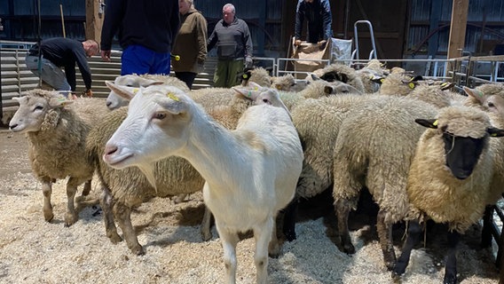 Eine Ziege inmitten von Schafen in einem Stall in Wersabe (Landkreis Cuxhaven). © NDR Foto: Peter Becker
