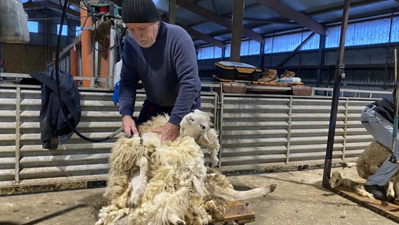 Schafschrer Richard Stachowski bei der Arbeit. © NDR Foto: Peter Becker