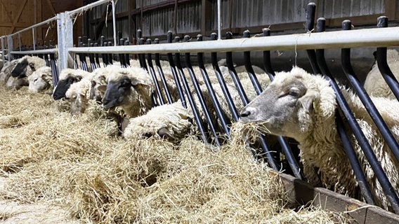 Schafe beim Futtern in einem Stall in Wersabe (Landkreis Cuxhaven). © NDR Foto: Peter Becker