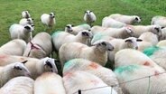 Schafe auf einer Weide © NDR Foto: Hedwig Ahrens