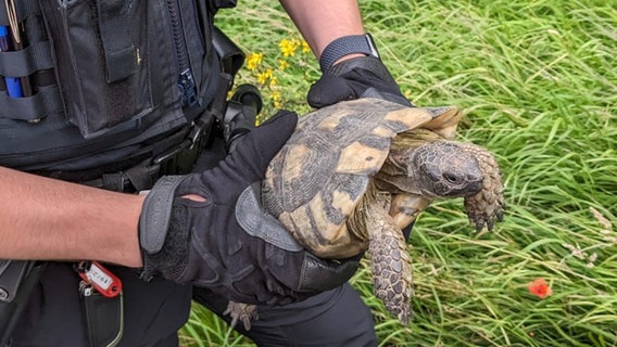 Ein Polizist hält eine Schildkröte in seinen behandschuhten Händen. © Autobahnpolizei Ahlhorn 