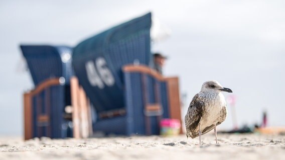 Eine Möwe sitzt an einem Strand vor Strandkörben. © Sina Schuldt/dpa Foto: Sina Schuldt