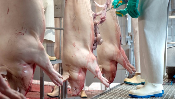 Schweine hängen kopfüber in einem Schlachthof. Daneben ein Mitarbeiter mit Messer. © picture-alliance/dpa Foto: Ingo Wagner