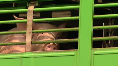 Schwein im Tiertransporter.  