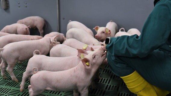 Junge Hausschweine sammeln sich in einem Stall um eine Landwirtin. © dpa-Bildfunk Foto: Jantje Ziegeler