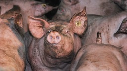 Zahlreiche Schweine stehen dicht beieinander. Zahlreiche Schweine stehen dicht beieinander. © picture-alliance Foto: J.S. Pfeifer