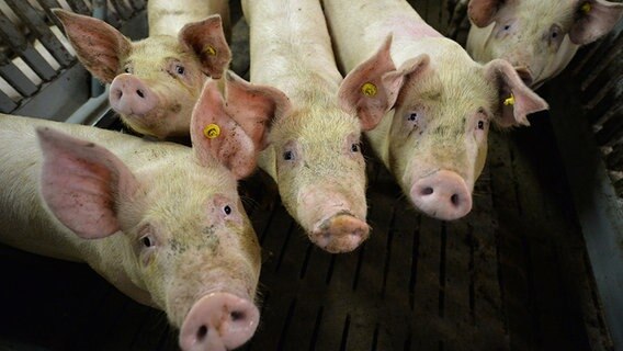 Mastschweine stehen in einem Mastbetrieb in Lindern im Stall. © dpa-Bildfunk Foto: Carmen Jespersen