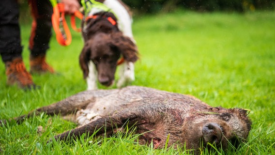 Ein Hund riecht an einem toten Wildschwein. © dpa-Bildfunk Foto: Sina Schuldt