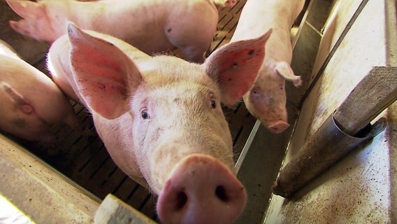 Ein Schwein steht in einem Stall und guckt in die Kamera. Die Afrikanische Schweinepest führt dazu, dass die Schweinehalter in der ASP Überwachungszone im Emsland immer weniger Platz im Stall haben, weil sie die Schweine nicht loswerden. © NDR 
