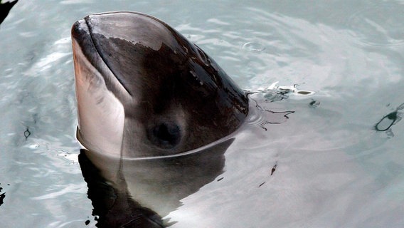 Ein Schweinswal streckt seinen Kopf aus dem Wasser. © dpa-Bildfunk Foto:  Ingo Wagner