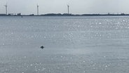 Die Rückenflosse eines Schweinswals guckt aus dem Wasser. © Jan-Niklas Wilhelm Foto: Jan-Niklas Wilhelm