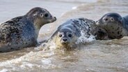 Seehunde robben von der Ostspitze der Insel Juist ins Wasser. © picture alliance/dpa Foto: Sina Schuldt