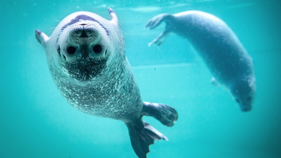 Zwei Seehunde schwimmen im Wasser. © picture alliance Foto: Sina Schuldt