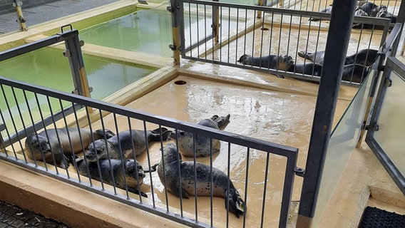 Seehunde in der Seehundstation Norddeich. © NDR Foto: Henning Kulbarsch