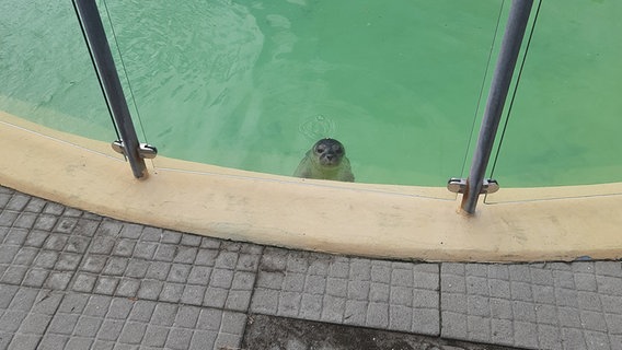Ein Seehund in einem Wasserbecken in der Seehundstation Norddeich. © NDR Foto: Henning Kulbarsch