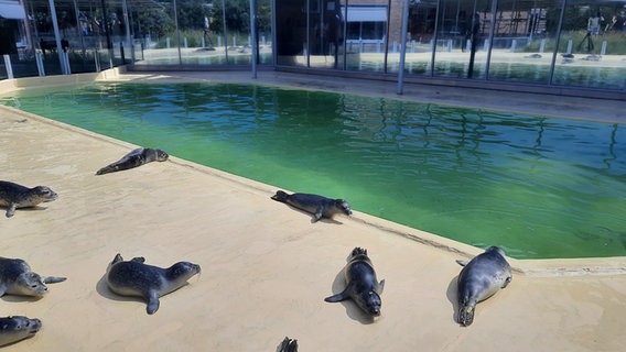 Seehunde liegen in der Seehundstation Norddeich vor einem Wasserbecken in der Sonne. © NDR Foto: Henning Kulbarsch