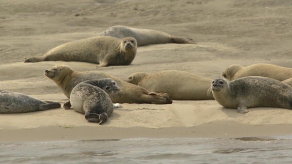 Seehunde liegen im Sand. © NDR 