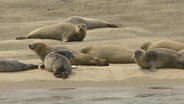 Seehunde liegen im Sand. © NDR 