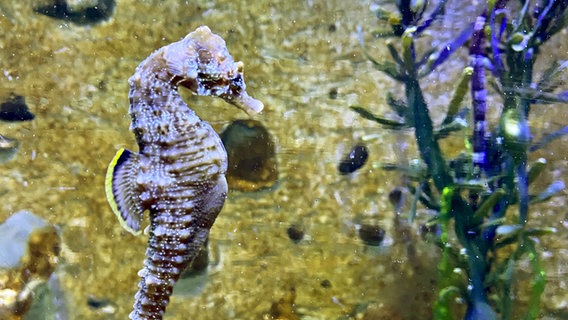 Ein Kurzschnäuziges Seepferdchen schwimmt im Nordsee Aquarium Borkum. © picture alliance/Nordseeheilbad Borkum GmbH 