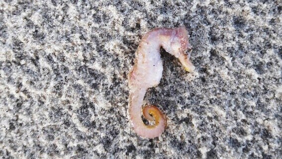 Ein Seepferdchen liegt am Strand. © NonstopNews 