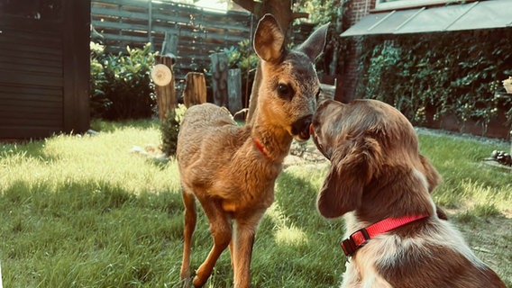 Reh "Simba" und ein Hund Nase an Nase. © NDR Foto: Familie Sticht