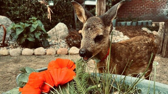 Reh "Simba". Davor Blumen. © NDR Foto: Familie Sticht