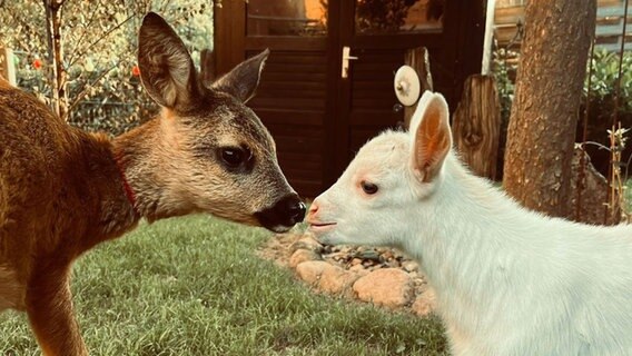 Reh "Simba" und eine Ziege. © NDR Foto: Familie Sticht