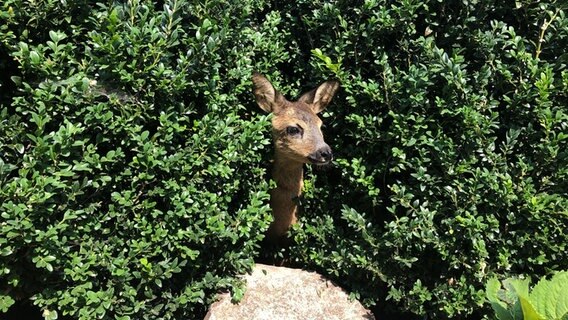 Der Kopf von Reh "Simba" ragt durch eine Hecke. © NDR Foto: Wagma Hayatie