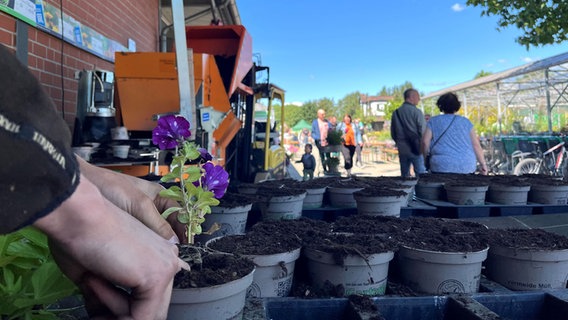 Ein Mensch pflanzt beim Tag des offenen Hofes in der Gärtnerei der Brüder Schmidt in Königslutter eine Blume ein, im Hintergrund sind Besucher zu sehen. © NDR Foto: Marie Stiller