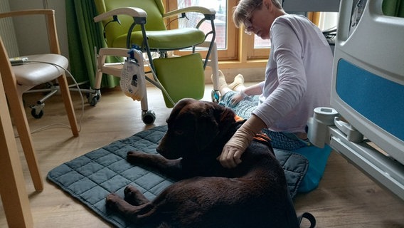 Therapiehund "Ide" wird im Bonifatiuskrankenhaus in Lingen gestreichelt. © NDR Foto: Sontje Mölders