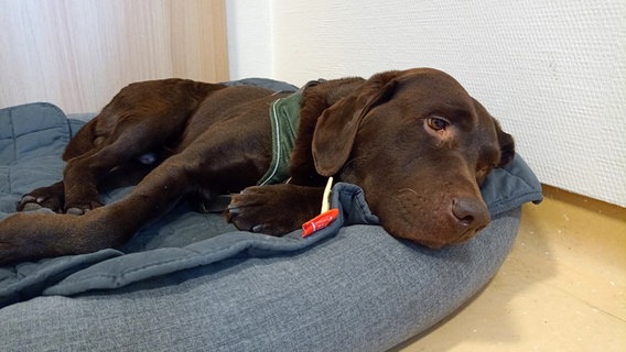 Therapiehund "Ide" liegt auf einem Hundekissen im Bonifatiuskrankenhaus in Lingen. © NDR Foto: Sontje Mölders