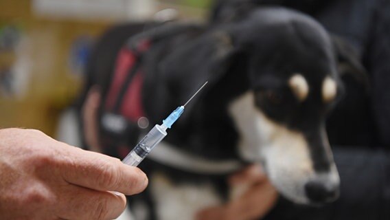Ein Tierarzt hält eine Spritze vor einen Hund. © picture alliance/dpa Foto: Nicolas Armer