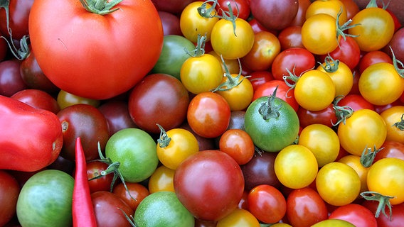 Verschiedene Sorten von Tomaten. © NDR Foto: Oliver Gressieker