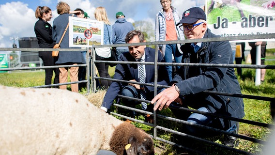 Umweltminister Olaf Lies (SPD) und Hartmut Seetzen, Vorsitzender des Kreislandvolkverbandes Friesland, streicheln ein Schaf. © picture alliance/dpa/Hauke-Christian Dittrich Foto: Hauke-Christian Dittrich