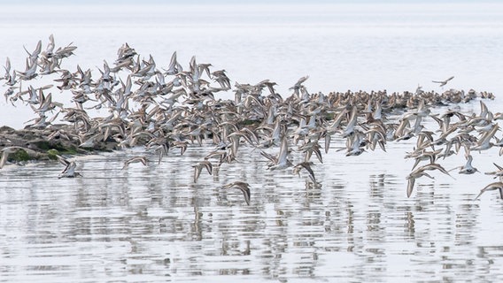 Ringed plovers, Dunlins and other migratory birds fly over the Wadden Sea in the Jadebusen Bay of the North Sea.  © dpa-Bildfunk Photo: Sina Schuldt