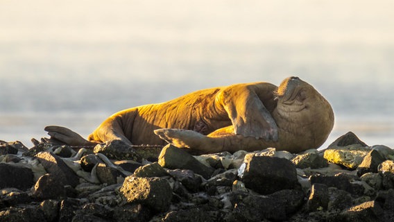 Ein Walross liegt am Strand von Wangerooge. © Nationalparkverwaltung Niedersächsisches Wattenmeer Foto: Jannik Peters