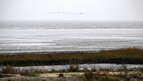 Varel: Vögel fliegen über das Watt vor dem Strand von Dangast. © dpa-Bildfunk/dpa Foto: Sina Schuldt