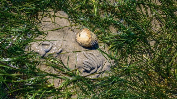Auf dem Meeresboden im Wattenmeer ist eine Muschel und Kothaufen von Wattwürmern zu sehen. © picture alliance/DUMONT Bildarchiv | Olaf Meinhardt Foto: Olaf Meinhardt